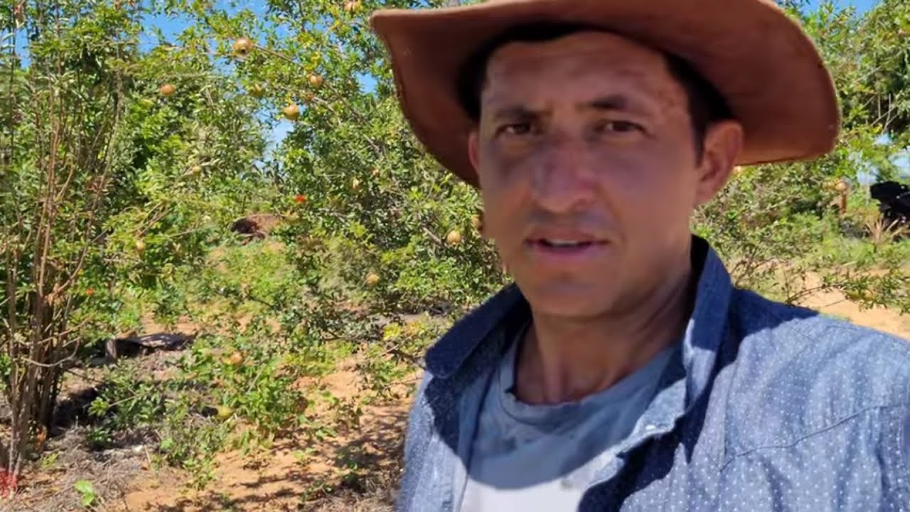 25 de abril de 2025 cuidando da roça de milho e feijão