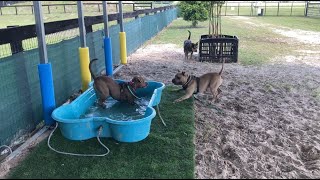 5/3/2024 shelter dog playgroup with Annabelle, Rex, Annie & Potter