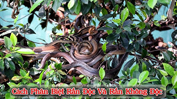 Cách Phân Biệt Rắn Độc Và Rắn Không Độc – Bí Kíp Sinh Tồn Ai Cũng Nên Biết