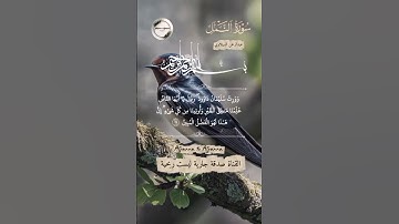 تلاوة تلامس القلوب 🕊❤ | علم سليمان بكلام الطير 🐦 | سورة النمل 📖🌿