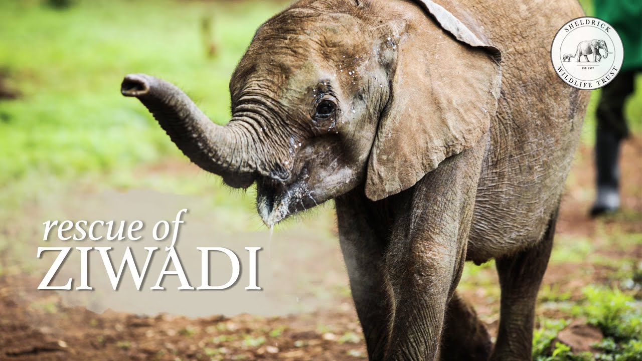 elephant sanctuary south africa Ziwadi's Rescue
