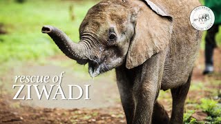 Orphaned baby elephant Ziwadi is rescued | Sheldrick Trust