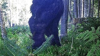 Huge Predator Walks On Hidden Trail-Cam