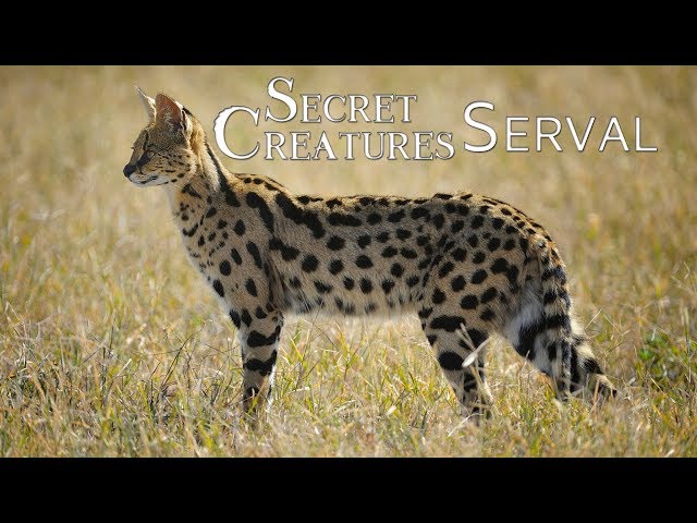 🐾 The Elusive Serval: Africa's Lesser-Known Spotted Cat 🐆 | Wildlife Conservation class=