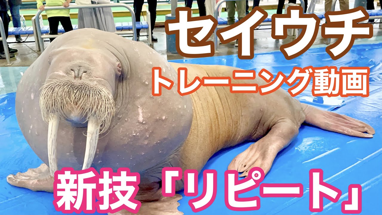 《鳥羽水族館》セイウチのポウちゃんが新技‟リピート”を習得！ Training session of 