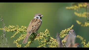 The Eurasian tree sparrow (Passer montanus)
