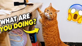 Funny & Adorable Cat Moments 😻😹 | Cat Videos
