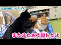 またまたお引越し⁈ドタバタ年末年始！元野良猫ころちゃん