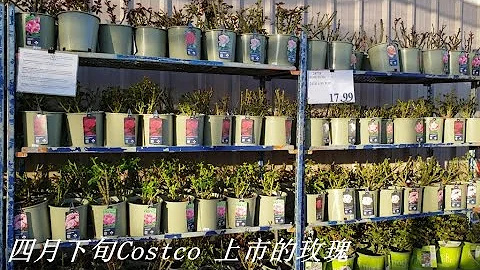 四月下旬Costco 上市的玫瑰 Cherry Parfait， Strike It Rich，Cinderella Fairytale - DayDayNews