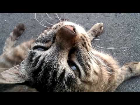 駐車場にいたキジトラ野良猫、喉を撫でてやったら喜んで気持ち良さそうな表情を見せた。