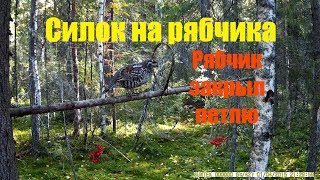 ⁣Силок на рябчика, что там - как там! Умный рябчик закрыл петлю.