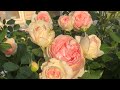 Лучшая роза в моем саду, мой номер один, румяный Pierre de Ronsard (Пьер де Ронсар) или же Eden Rose