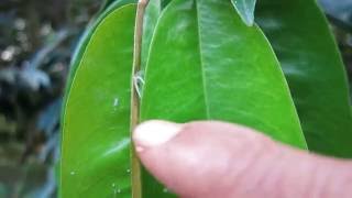 Planthopper Nymphs