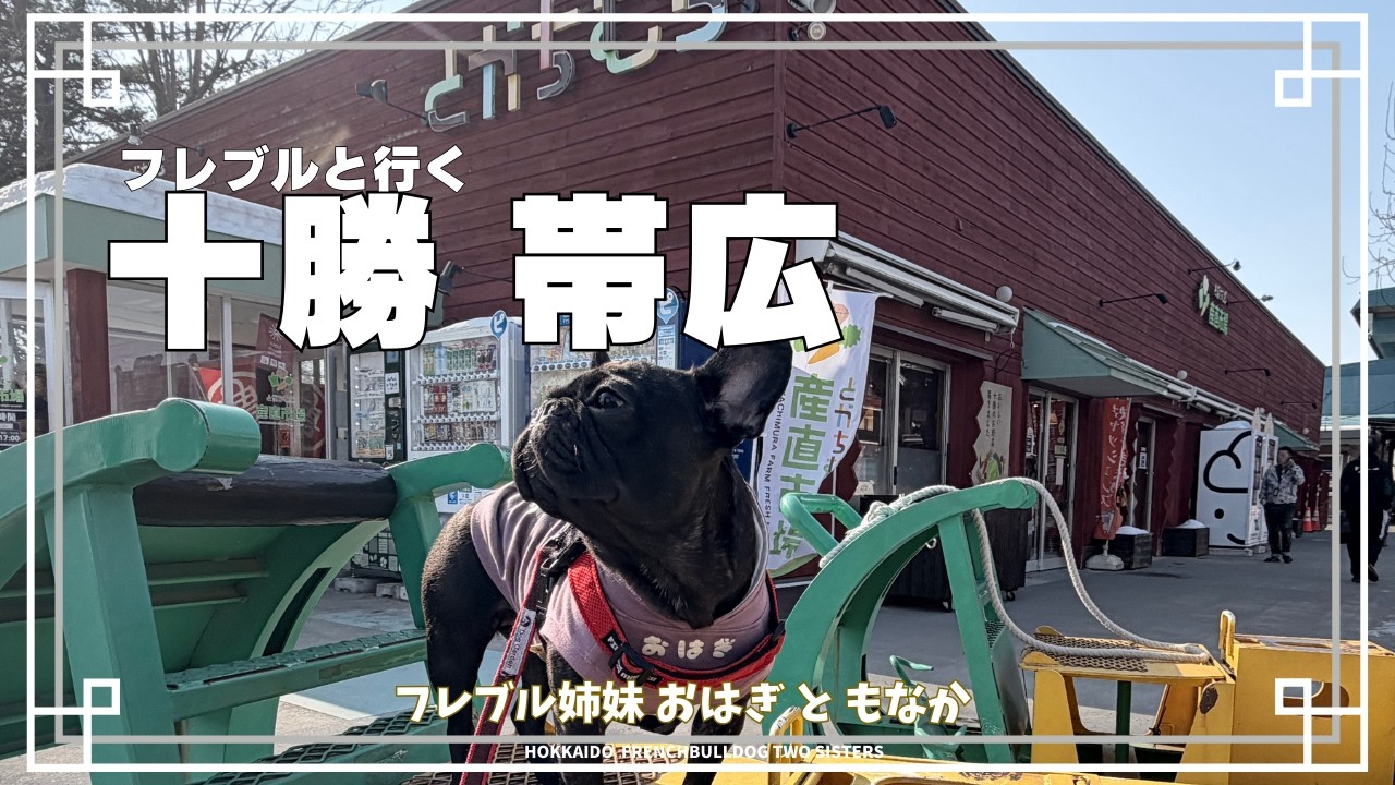 【北海道フレブル】もなか初散歩 in 十勝｜Monaka's First Walk in Tokachi【Hokkaido French Bulldog】#おはぎ ＃もなか #フレンチブルドッグ