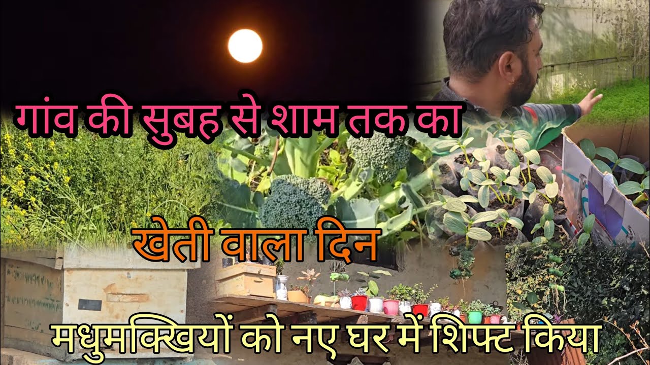 गाँव की सुबह से शाम तक का खेती वाला दिन | मधुमक्खियों🐝 को नए घर में शिफ्ट किया #farming #villagelife