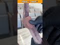 chocolate _spider 🕷️ 😱 #shorts #youtubeshorts #viral #trending