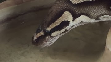Royal (Ball) Python drinking water close up