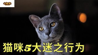 新手养猫 Youtube