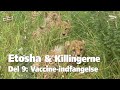 Etosha & Killingerne - Del 9: Vaccine-indfangelse