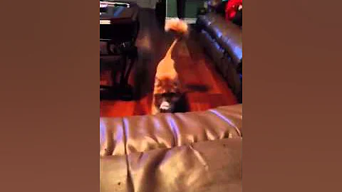 Watch the video about Merlin's Hope Ragdoll Rescue