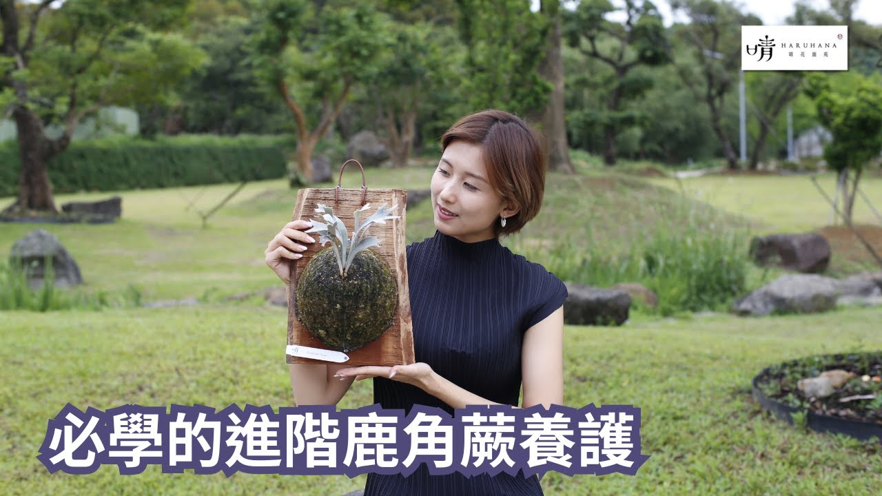 【晴花鹿苑-鹿角蕨養護篇】鹿角蕨疑難雜症之切龍骨芽、藏芽頭、臉壓手處理教學 