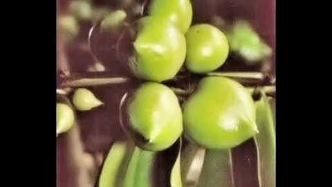 Waarom huil je toch nona manis. | Tropical, Indonesian tropical fruit
