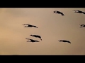 Bosque Del Apache 2019 Sandhill Crane &amp; Snow Geese Winter Migration