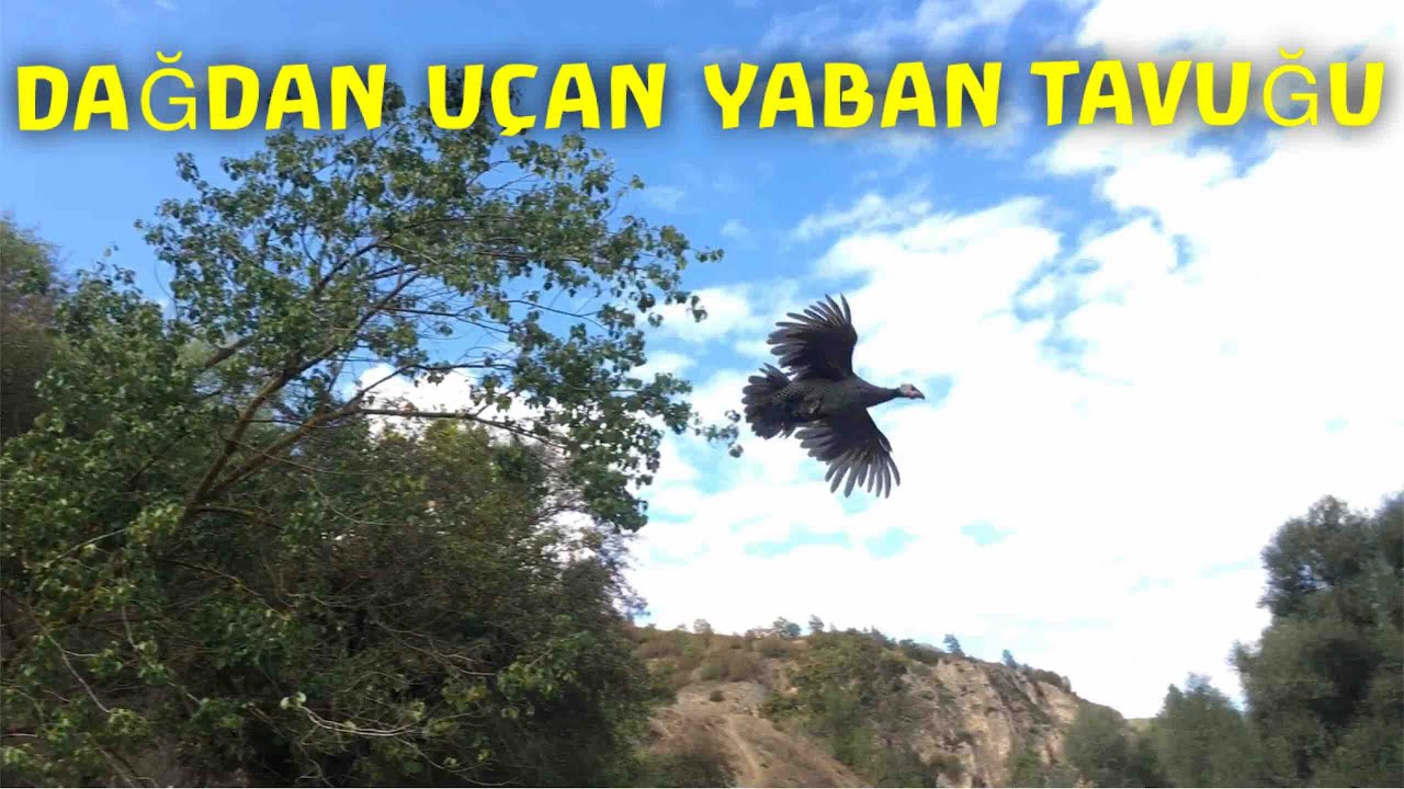 ANSIZIN UÇAN YABAN TAVUKLARI!(KESİM İÇİN ÖRDEKLER AYRILDI)#anidenuçanyabantavuğu,#damızlıkördekler