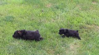 Miniature Schnoodle Puppies for Sale