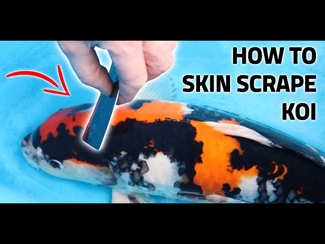 HOW TO SKIN SCRAPE KOI - How to scrape, use a microscope, identify  parasites and more 
