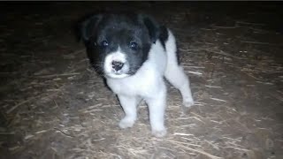 A lonely and frightened puppy who lost his family (part 1)