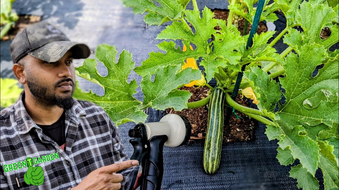 Zucchini & Squash watering tips InGround and containers ! "SUPER