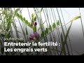 Entretenir la fertilit du sol  les engrais verts