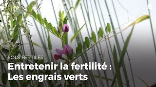 Comment entretenir la fertilité des sols : les engrais verts