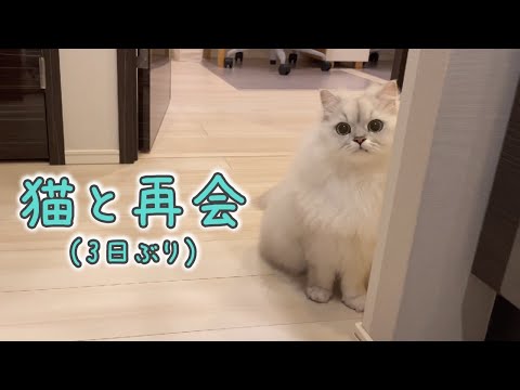 出張で3日ぶりに飼い主に再会してべったり甘える猫が可愛い…