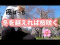 癌ぼっち。『冬を越えれば桜咲く』のか...。花見vlog