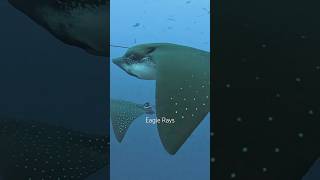 What do you see underwater in Galapagos? #galapagos #scubadiving #hammerheads #orca