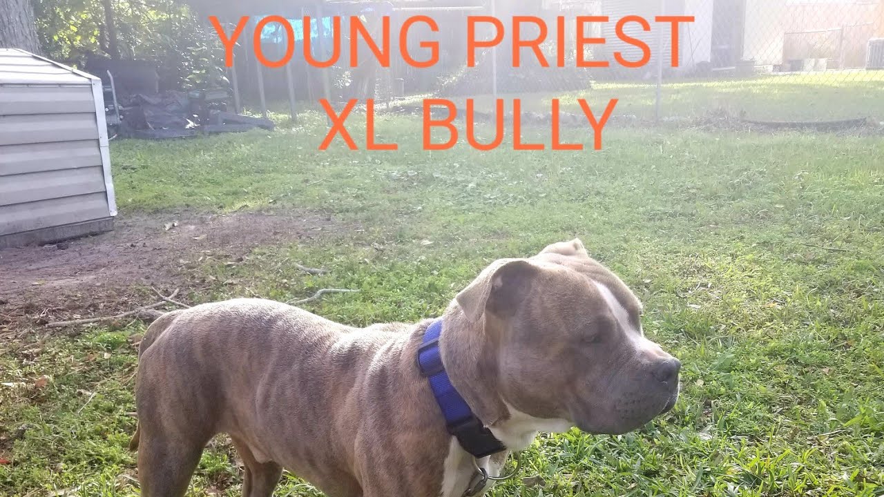 liquid gold for bullies liquid gold for bullies