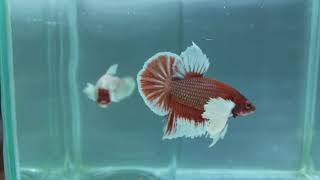 Betta Fish Dumbo Red part 1