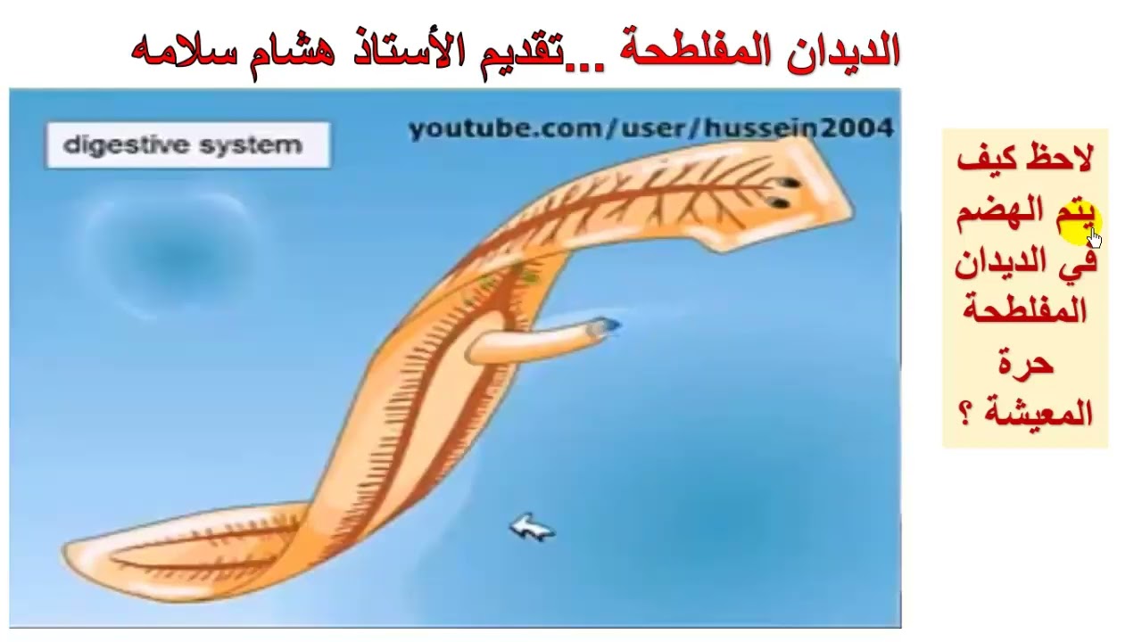 الديدان المفلطحه احياء 1 مسارات