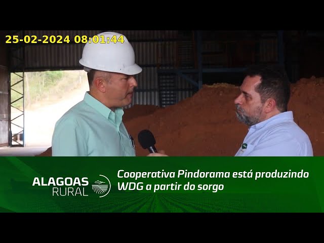 Cooperativa Pindorama está produzindo WDG a partir do sorgo