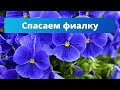 СПАСЕНИЕ ФИАЛКИ | Почему фиалки не цветут?