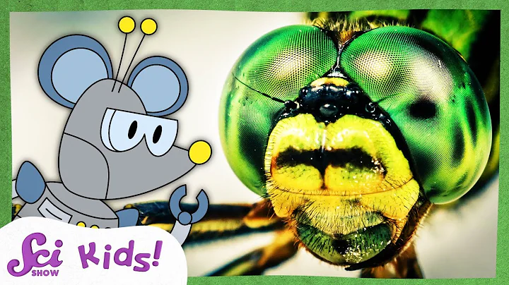 How Do Insect Eyes Work? | Compound Eyes | Amazing Animal Senses | SciShow Kids - DayDayNews