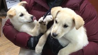 Alaska Travel (3): Sled Dog Kennel Tour, Chena Hot Springs | Wheelchair Accessible Travel