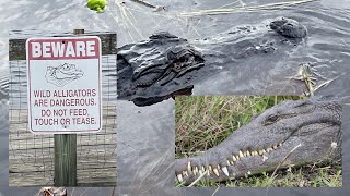 Alligators in the Everglades