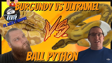 Burgundy albino vs Ultramel Ball Python.