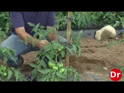 فيديو: Tamarillo Tomato Tree Care - معلومات عن زراعة شجرة الطماطم
