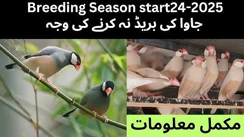 Java Sparrow breeding season start| Liakin Java ki breed Na Karanay ki Wajha ||Complete Information