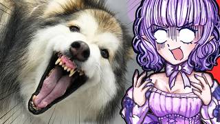 The WORST Dog She's Ever Had?! | Girl With The Dogs Reaction
