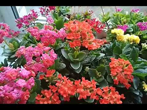 Видео: Каланхое: размножаване и грижи за цветята